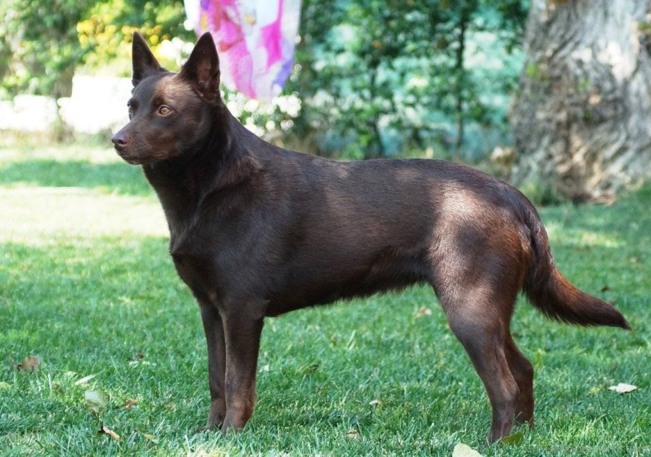 Австралийская овчарка келпи