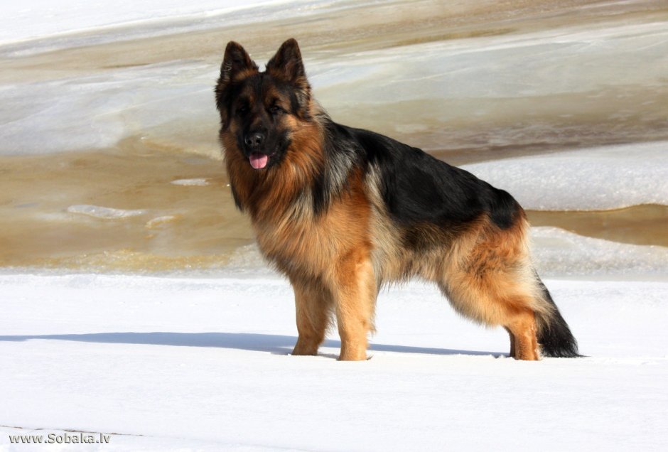 Овчарка зонарного окраса