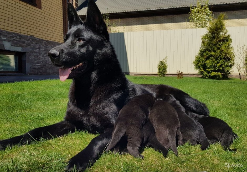 Бордер колли шоколадный