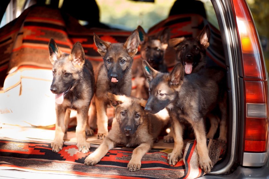 Австралийская овчарка шоколадного окраса