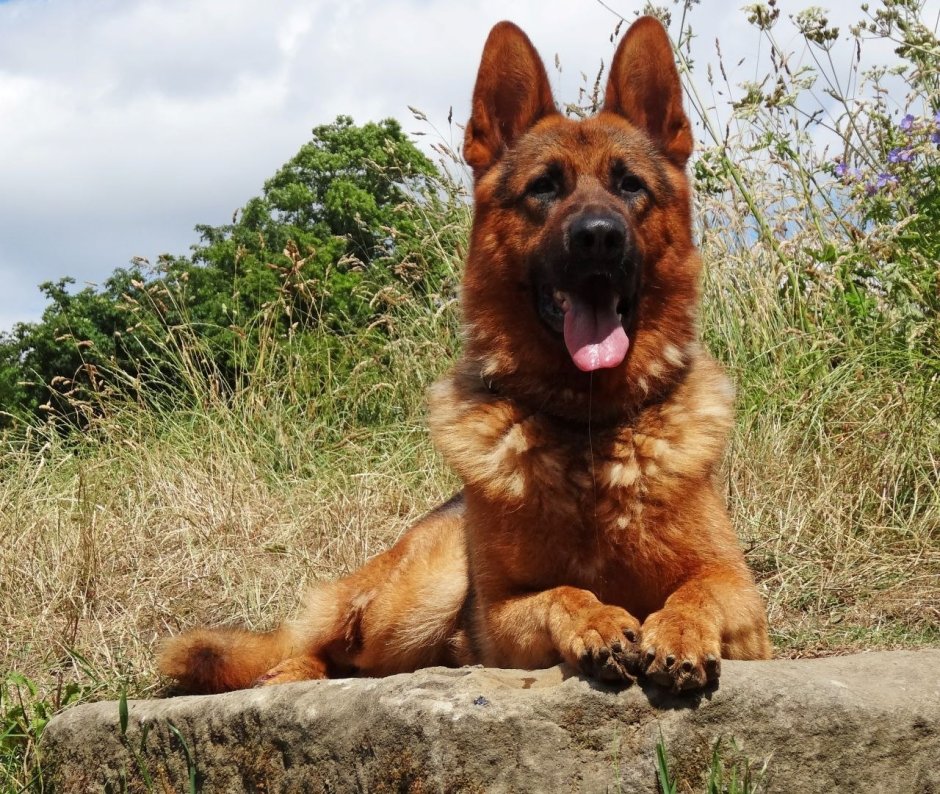 Красивый пес