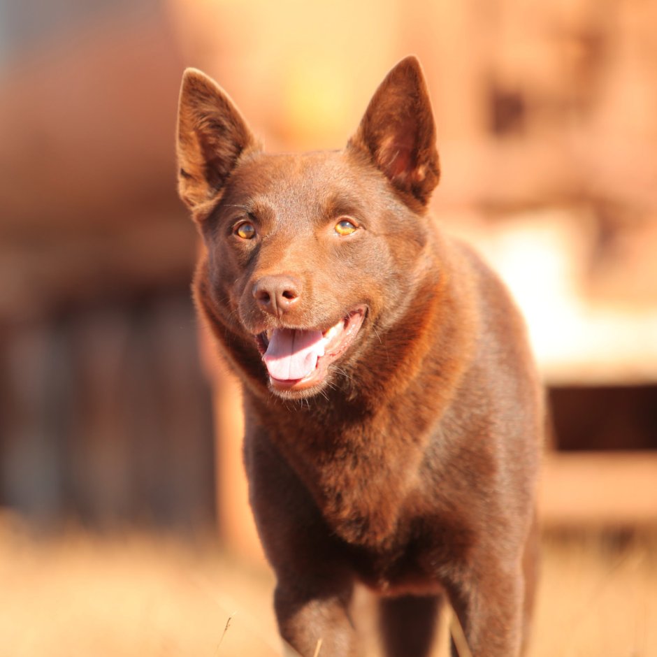 Австралийский келпи