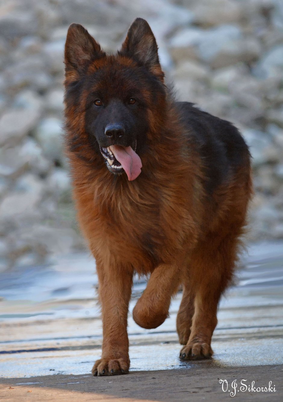 Старонемецкая овчарка длинношерстная