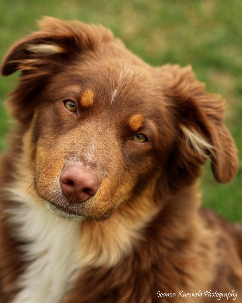 Соболиная овчарка