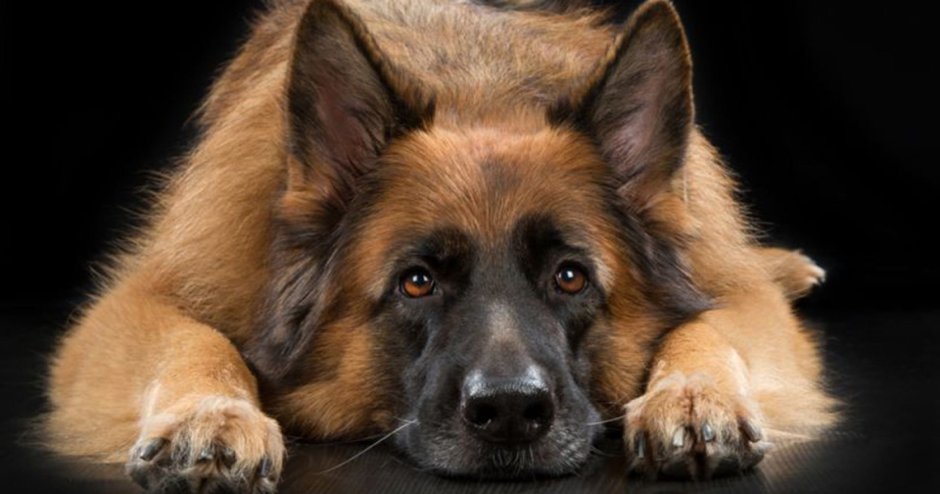 Прикольные собак German Shephards