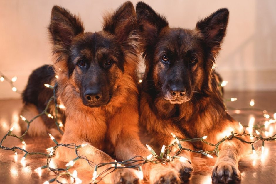 Малинуа Макс