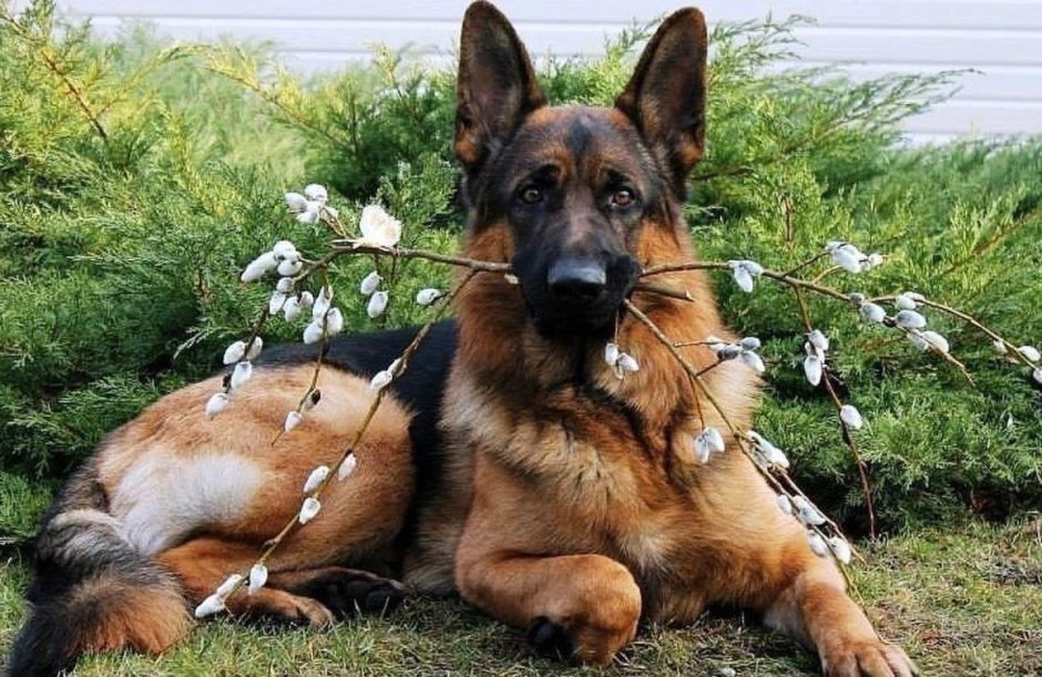 Новогодняя немецкая овчарка