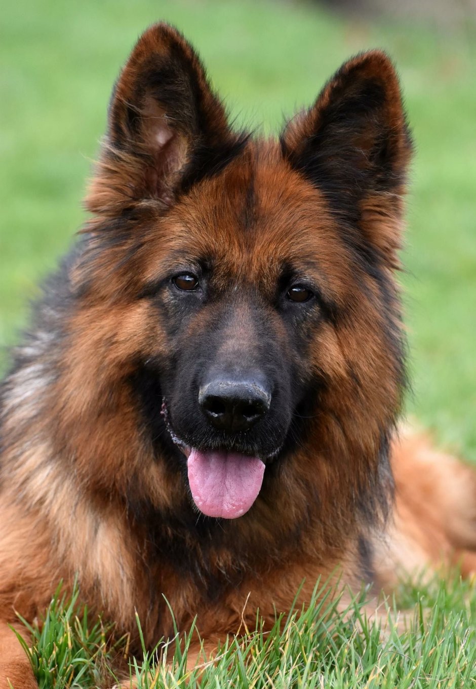 Лабрадор ретривер