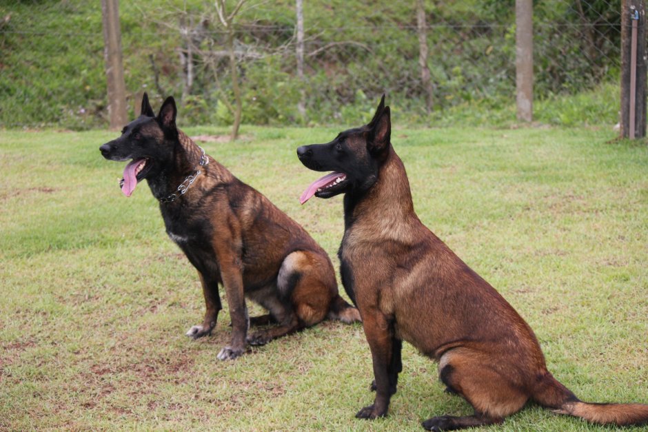 Коричневая овчарка Шеферд