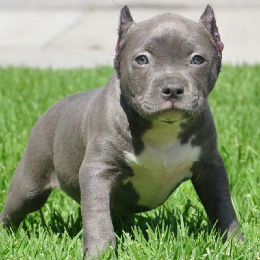 Американский питбультерьер черный