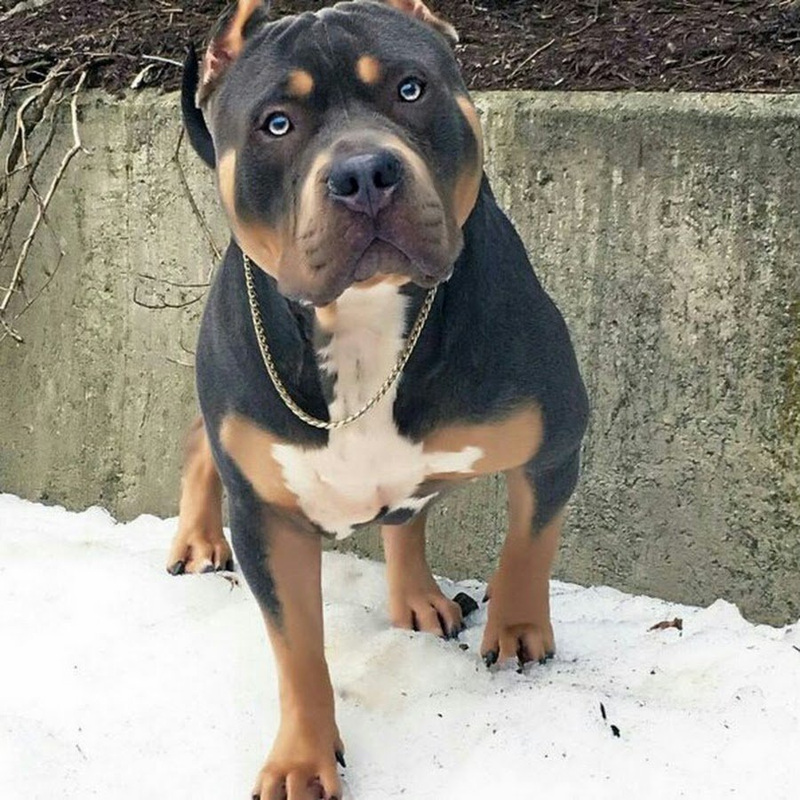 Доберман Стаффорд ротвейлер питбуль