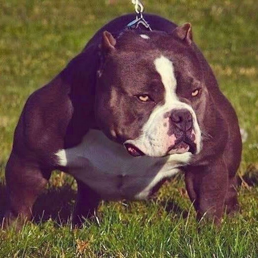 Американский питбуль пантера