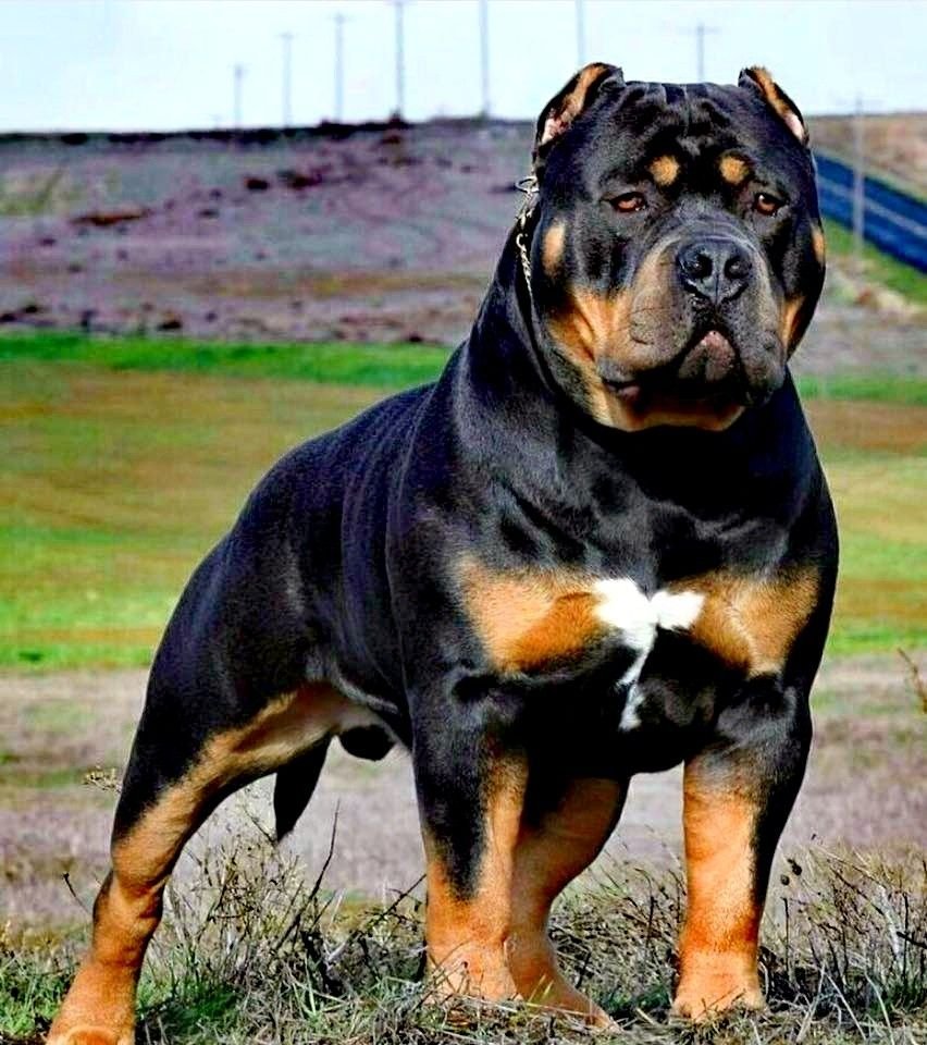 Американский стаффордширский терьер серый