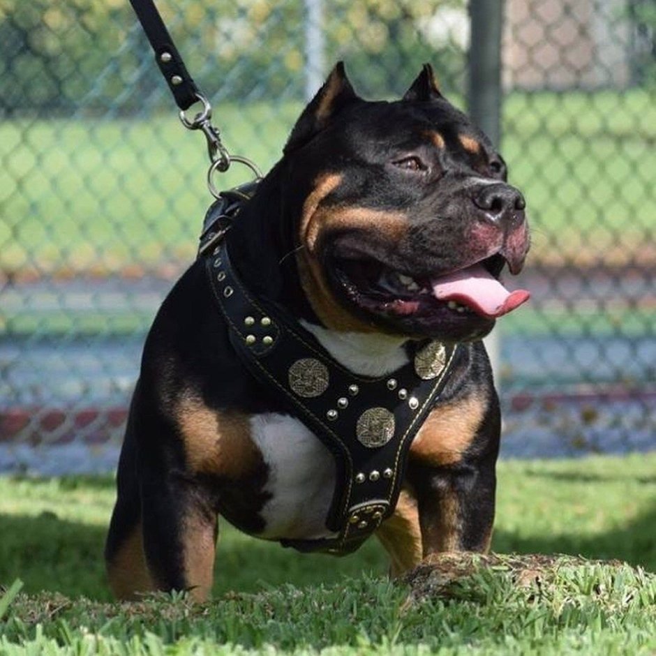 Бойцовский питбультерьер черный