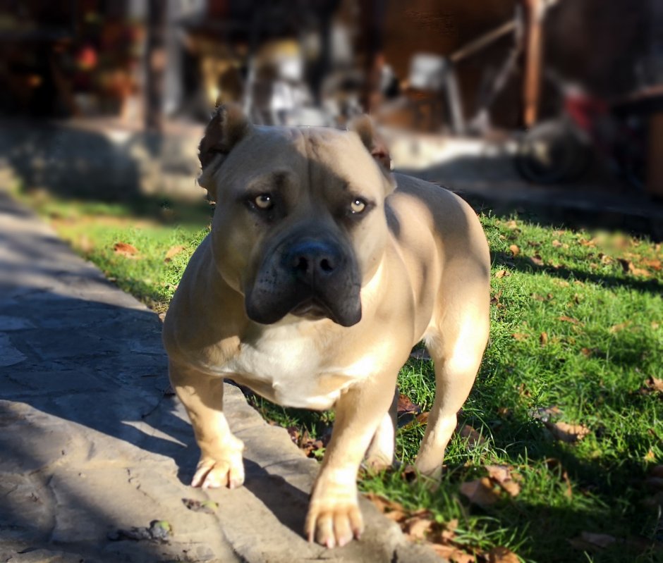 Стаффордшир терьер метис французский бульдог