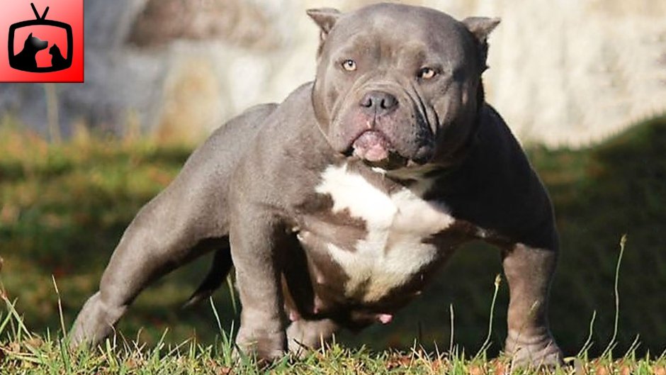 Ротвейлер и американский стаффордширский