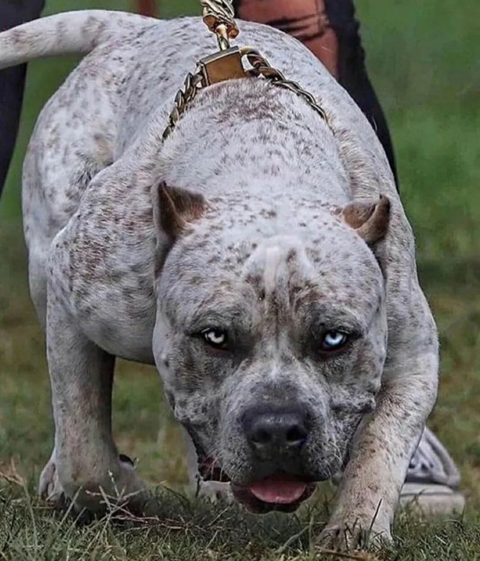 Титус албанский питбуль