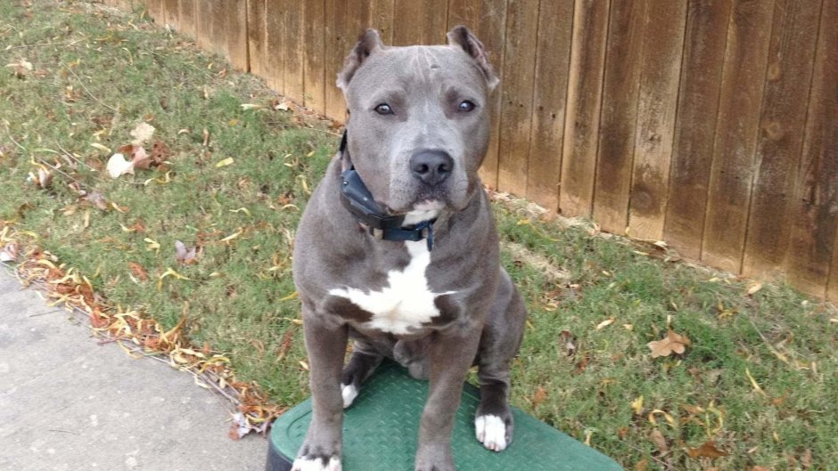 Стаффордширский терьер булли