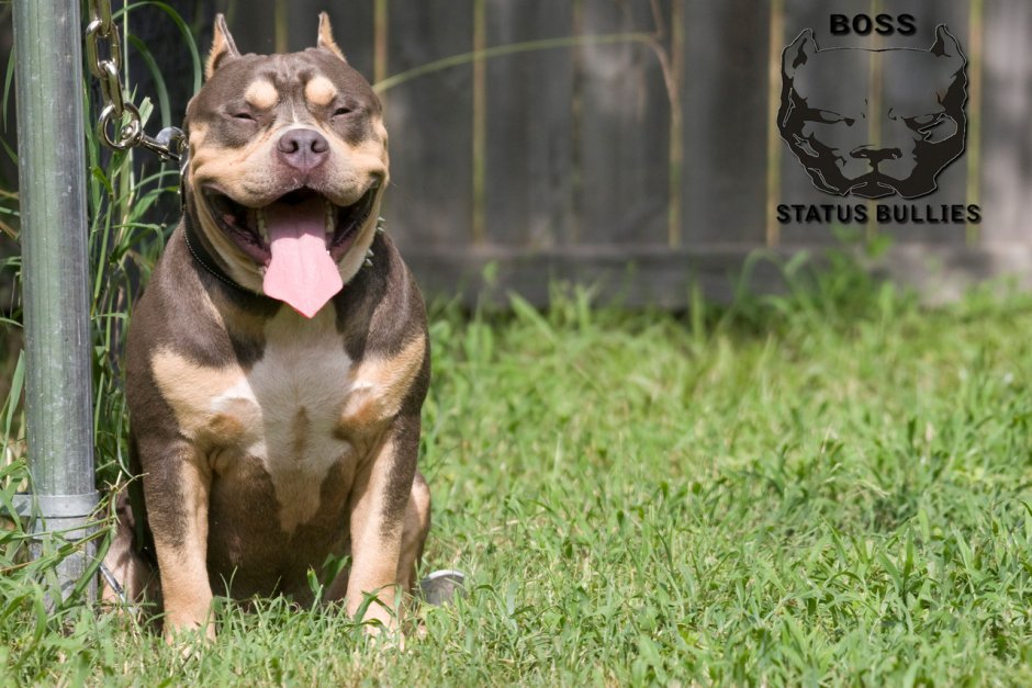 Ротвейлер и Стаффорд