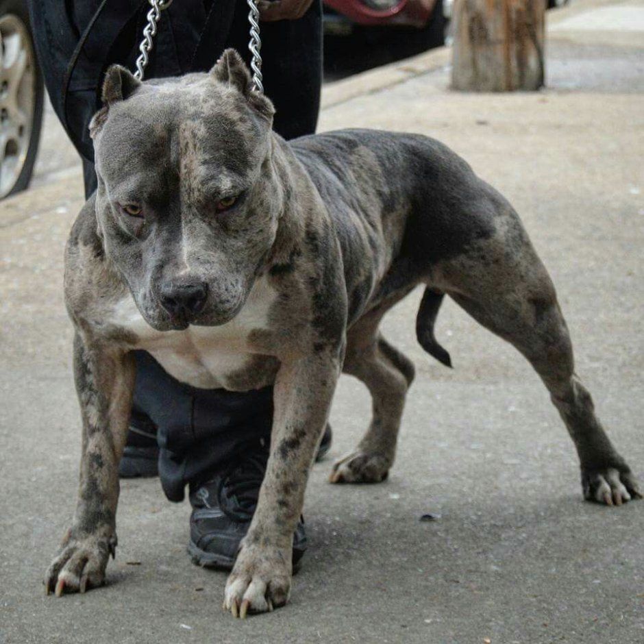 Доберман питбуль Кане Корсо
