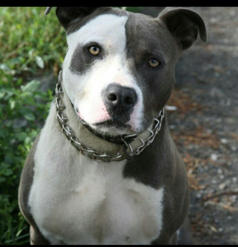 Помесь стаффа и булли