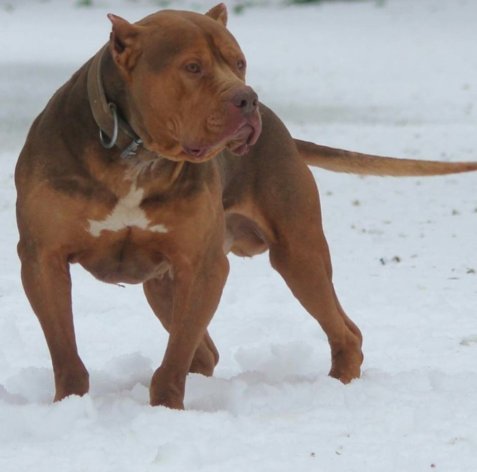 Булли Мерль