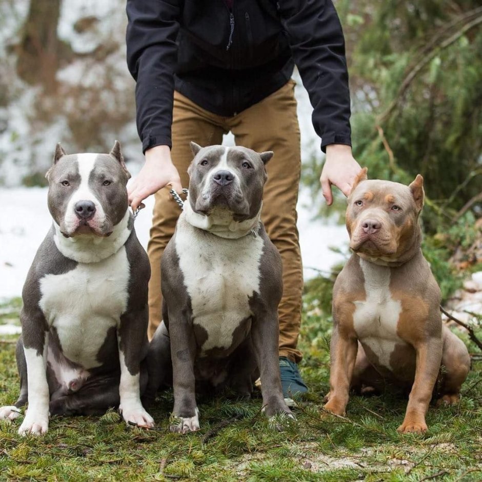 Американский питбультерьер опасная собака