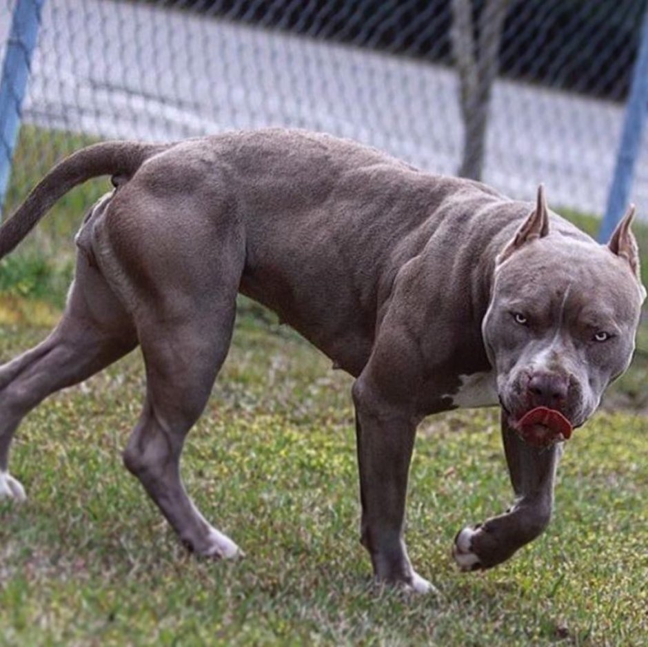 Бультерьер чёрныйфото