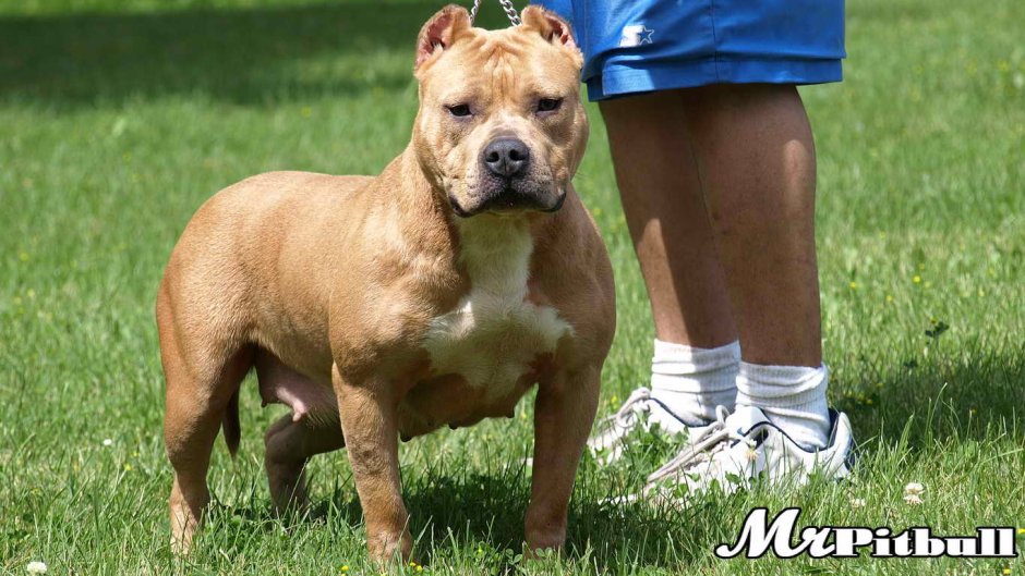 Булли и Доберман