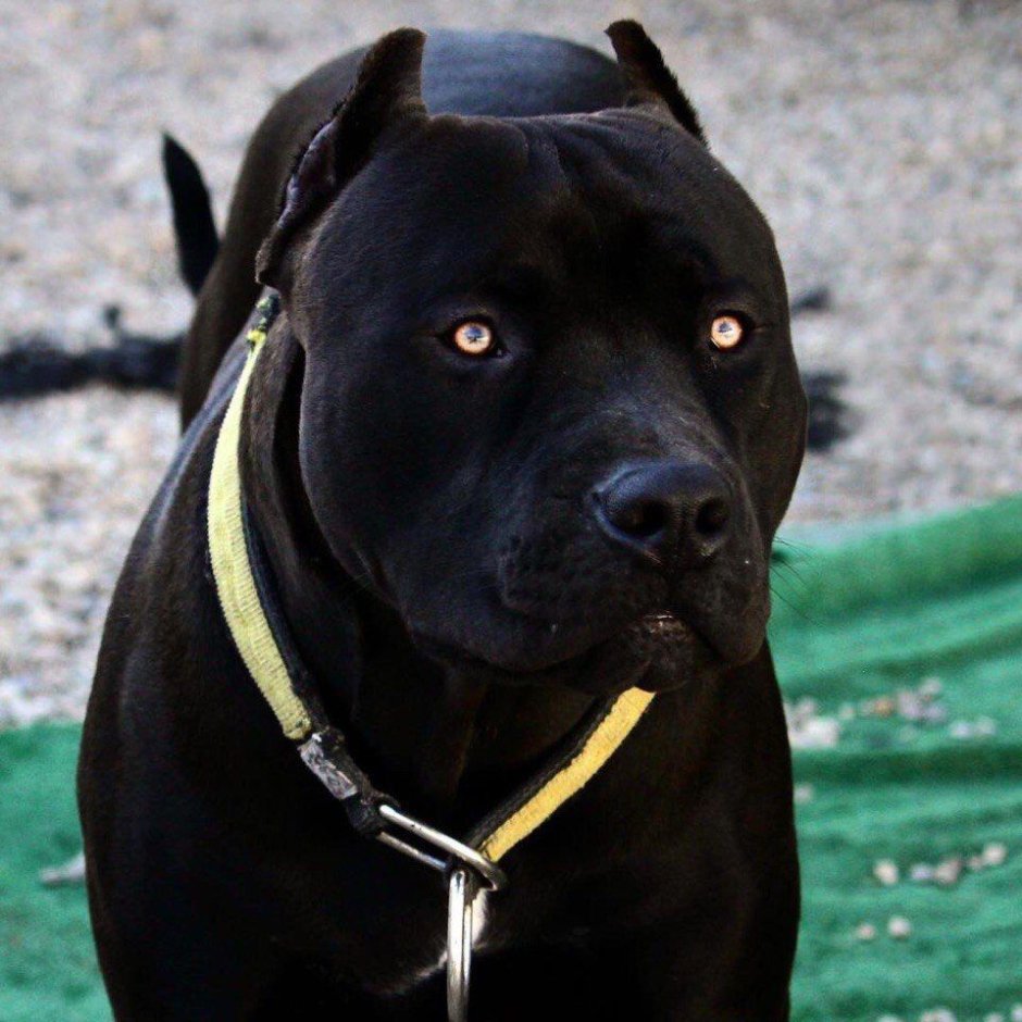 Американскийпетбуль Триеер