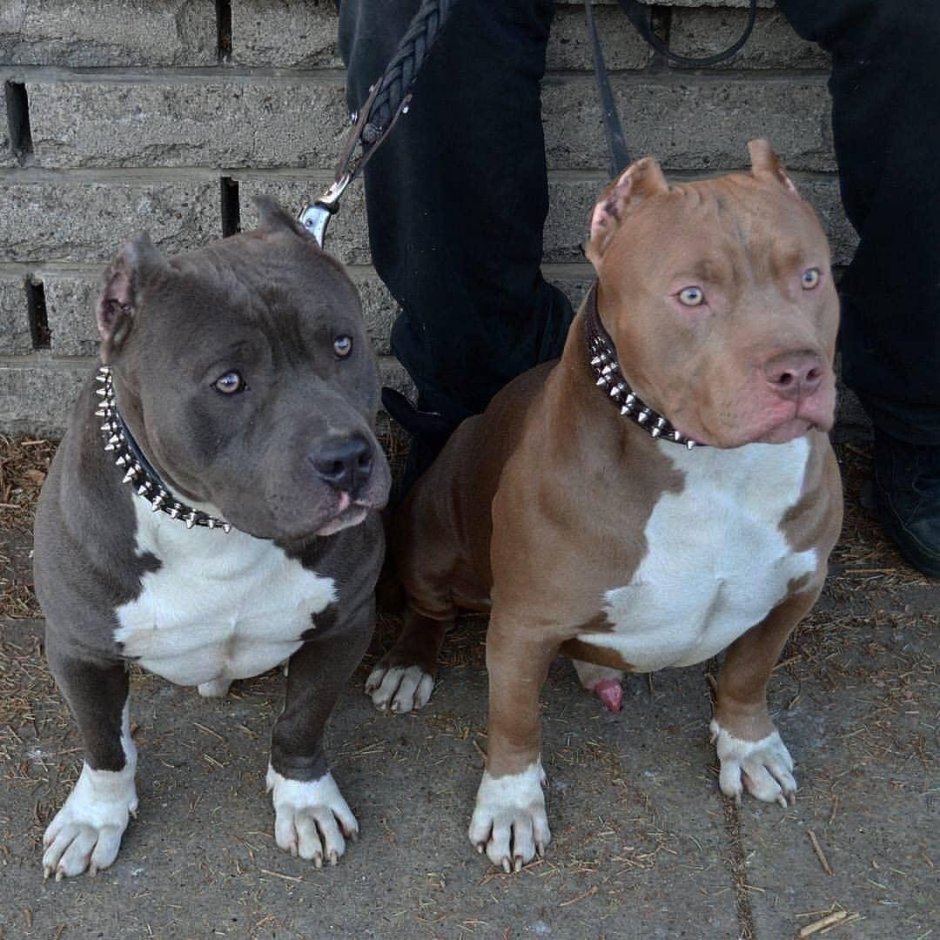 Американский булли XXL пантера