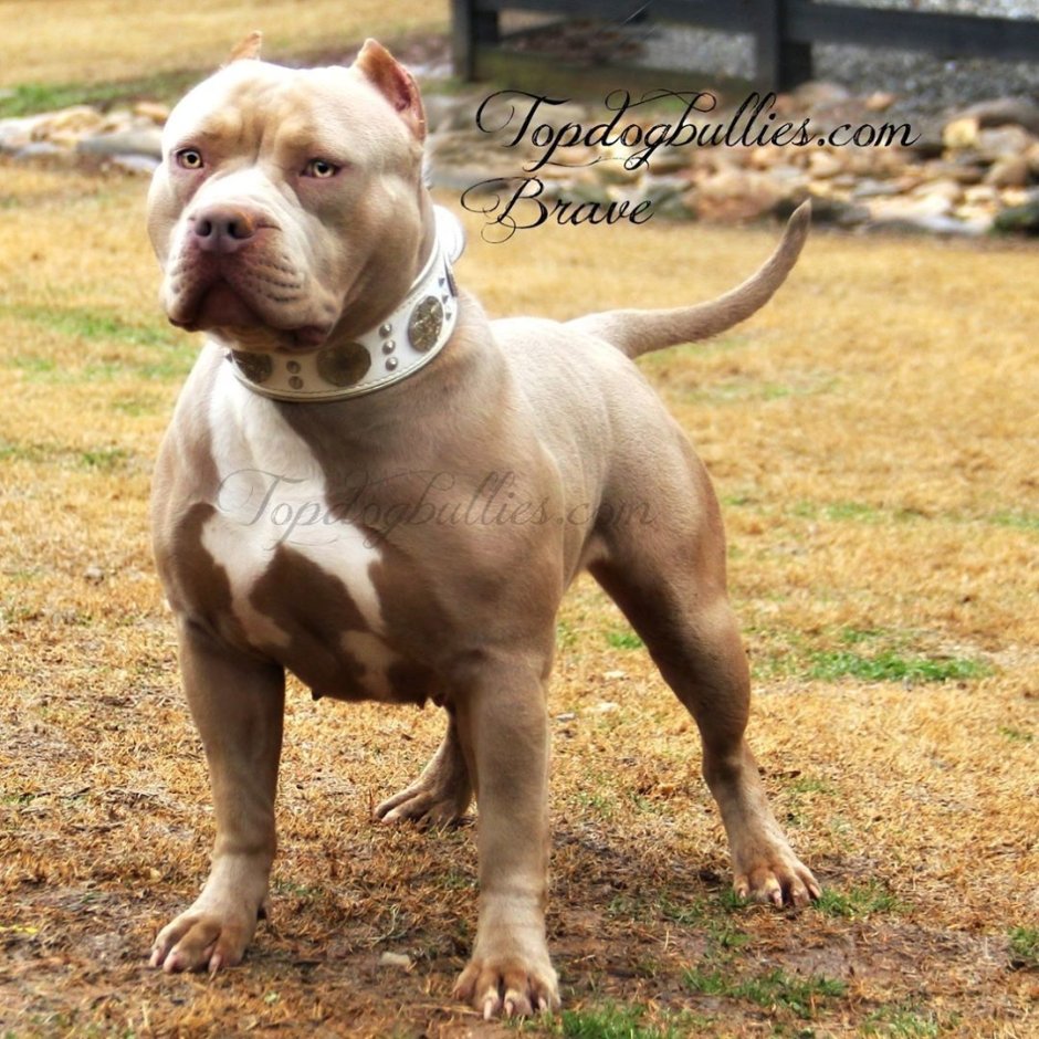 Американский бульдог с питбулем