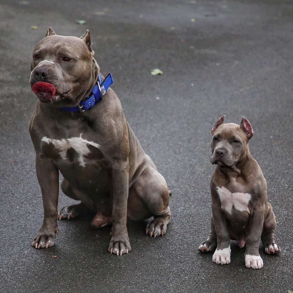 Питбуль булли и амстафф