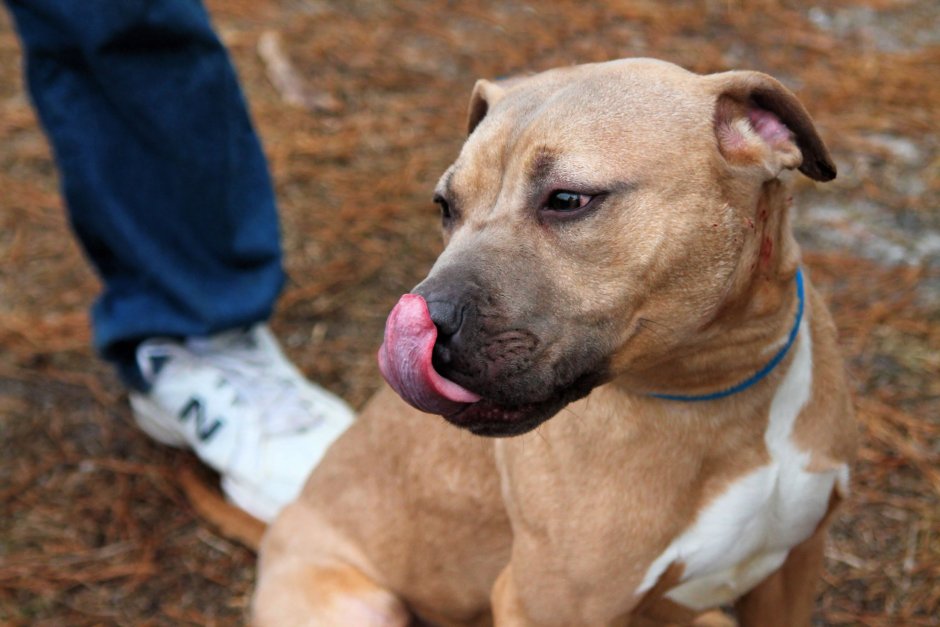 Стаффорд скрещенный с питбулем