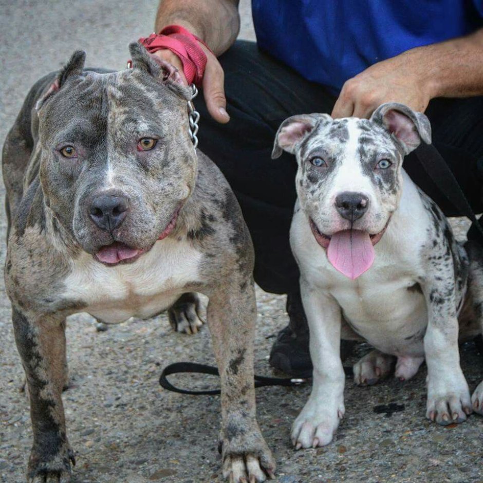 Американский Буль злой