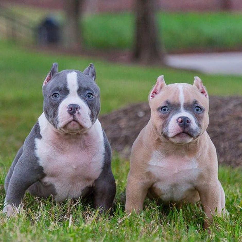 Аргентинский стаффордширский терьер