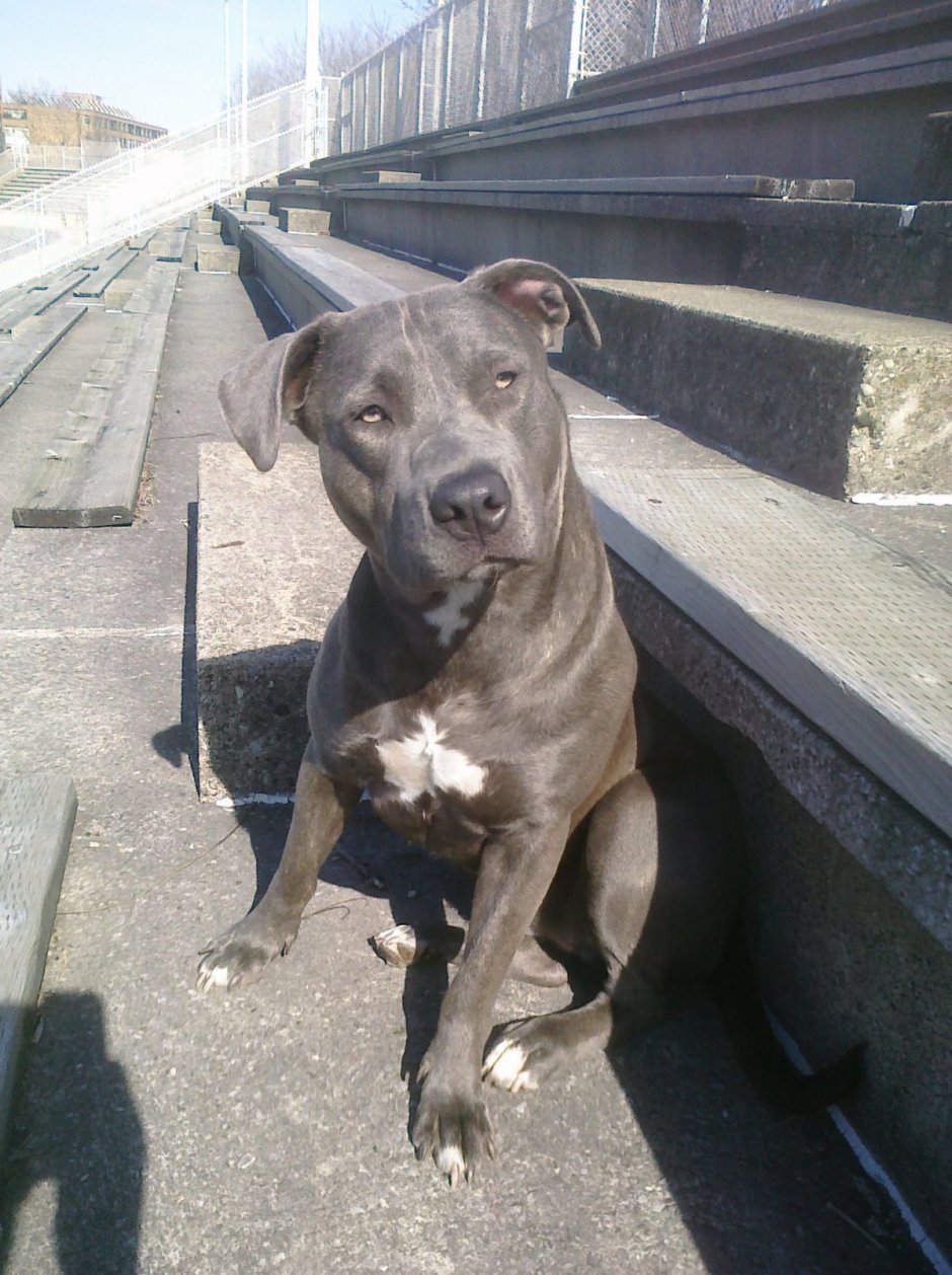 Булли метис