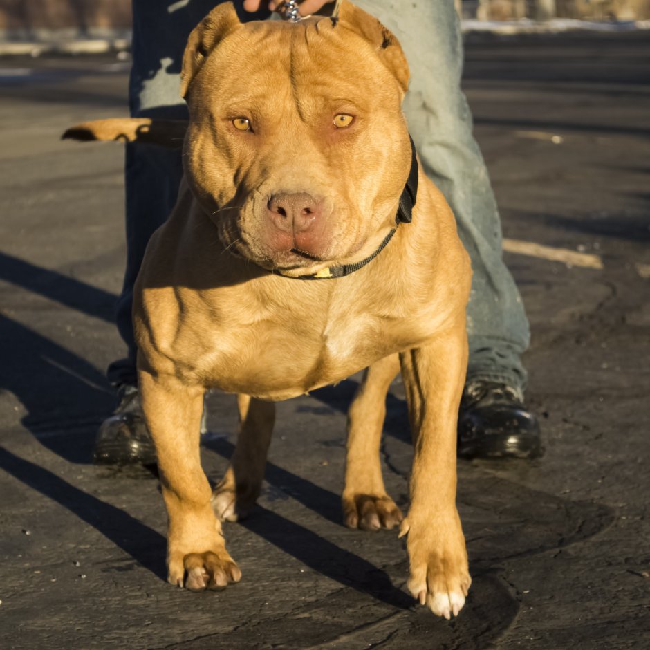 Стаффордширский терьер разноглазые