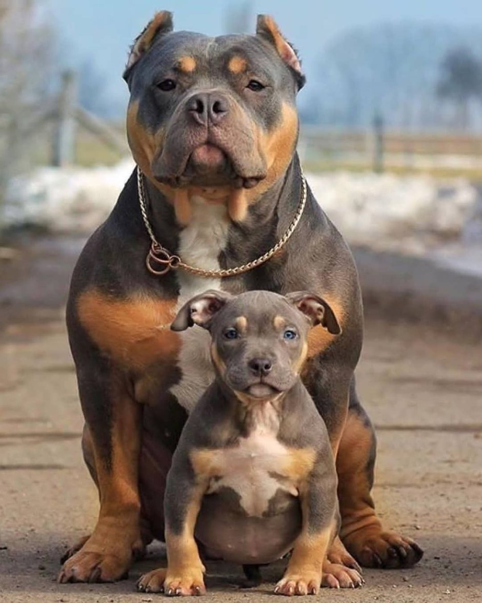 Стаффордширский бультерьер и питбуль