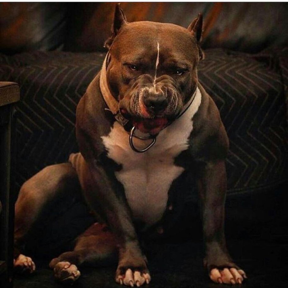 Американский пит стафф терьер