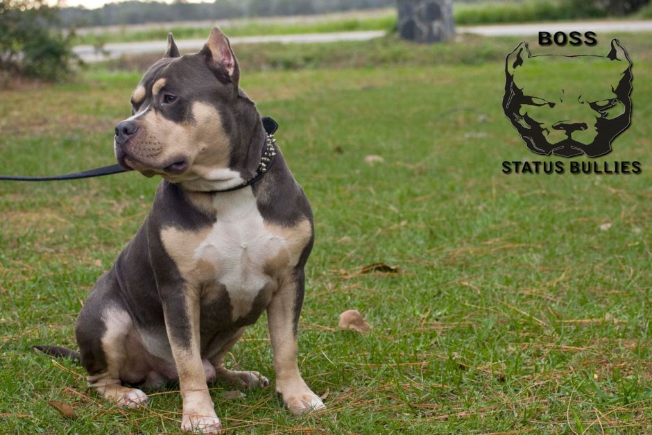 Ротвейлер и Стаффорд