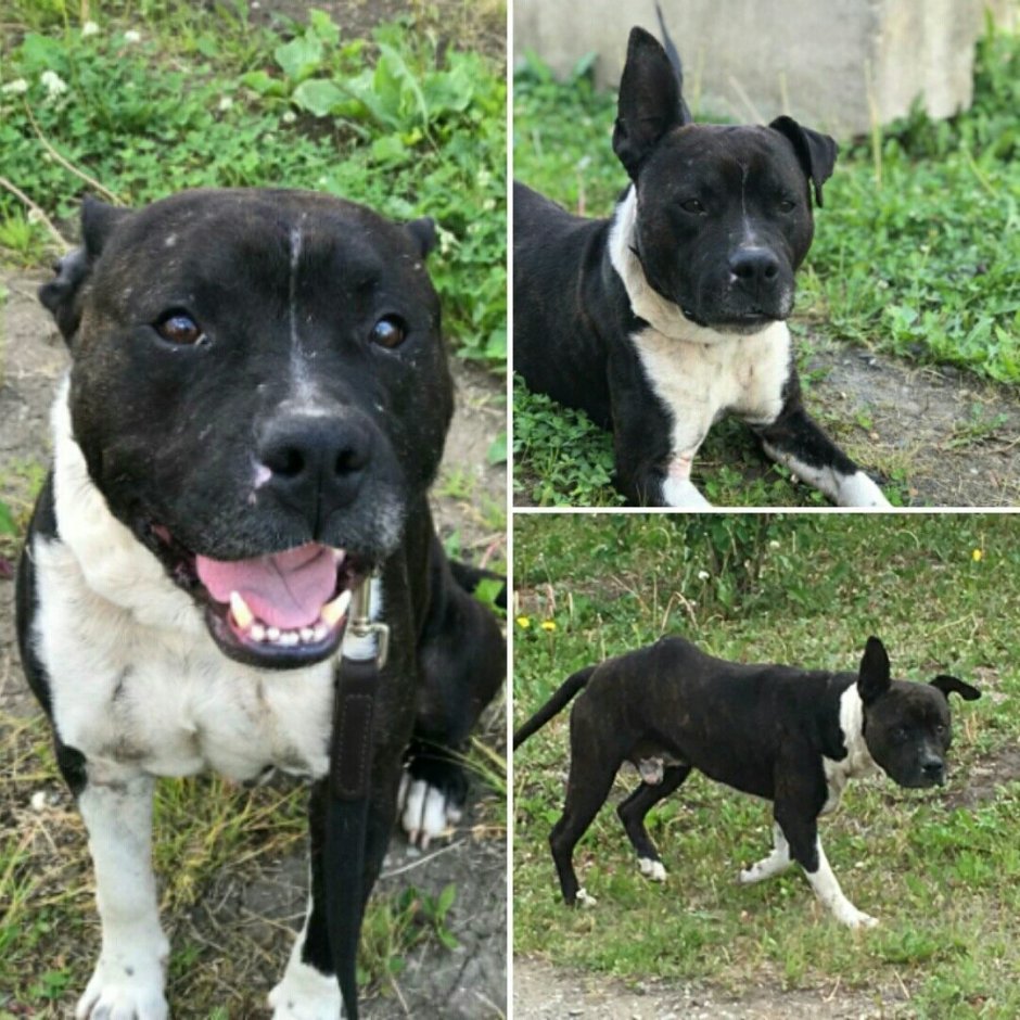 Американский булли Дакс