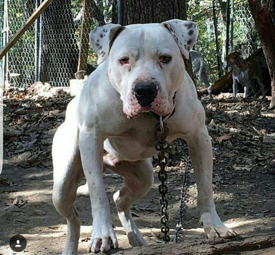 Метис хаски и стаффорда