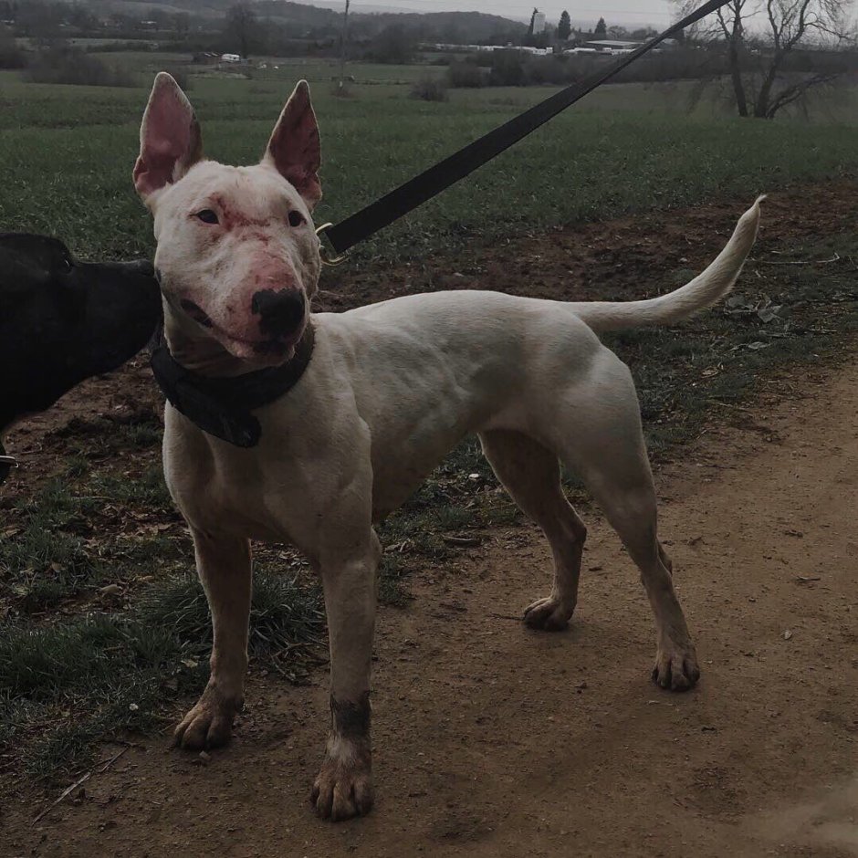 Американский питбультерьер Халк