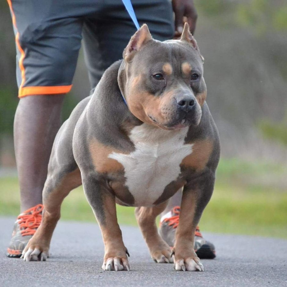 Американский питбультерьер