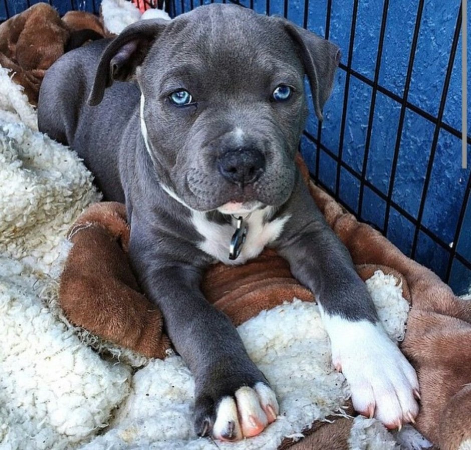 Корги питбуль метис