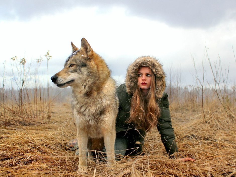Волкособ wolfriend