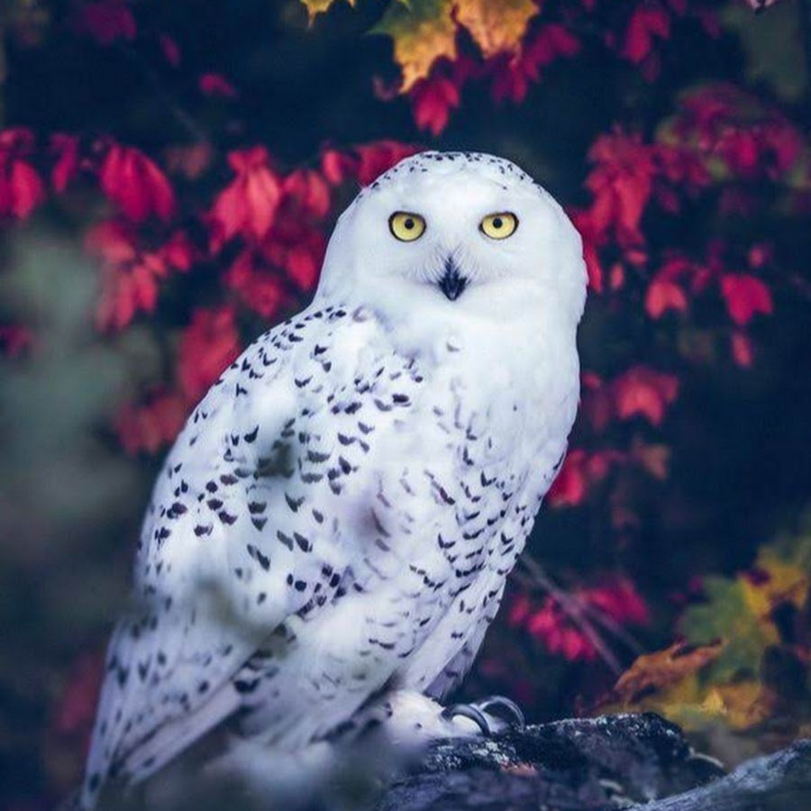 Совы Полярные