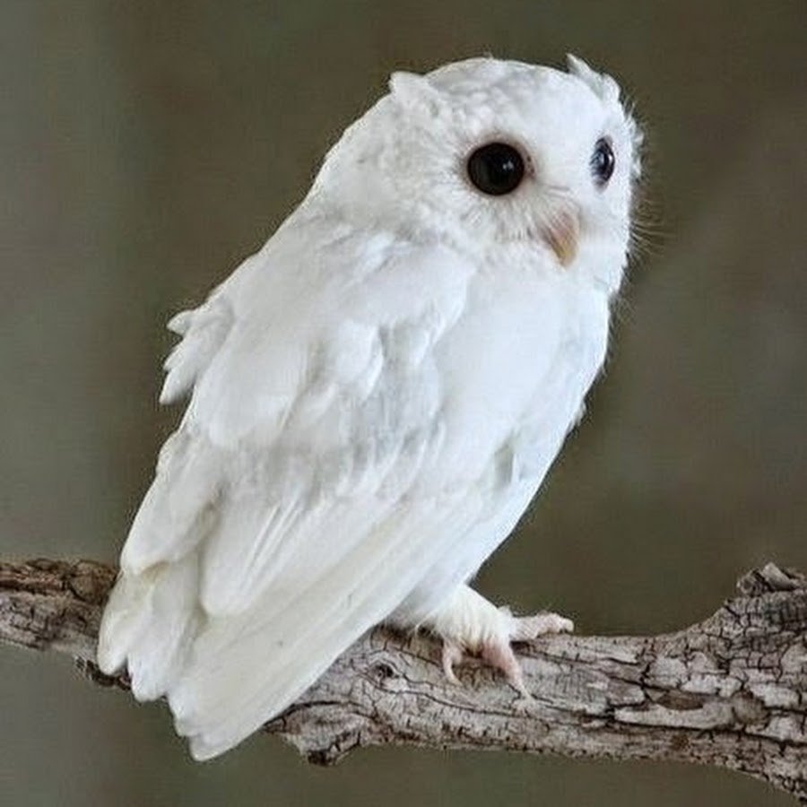 Сыч альбинос