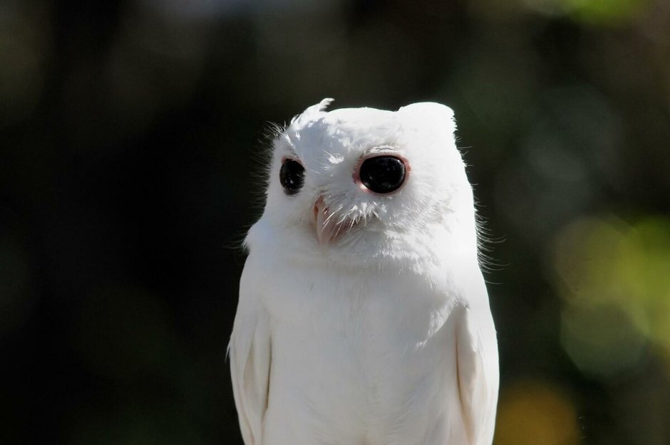 Сова Сыч альбинос